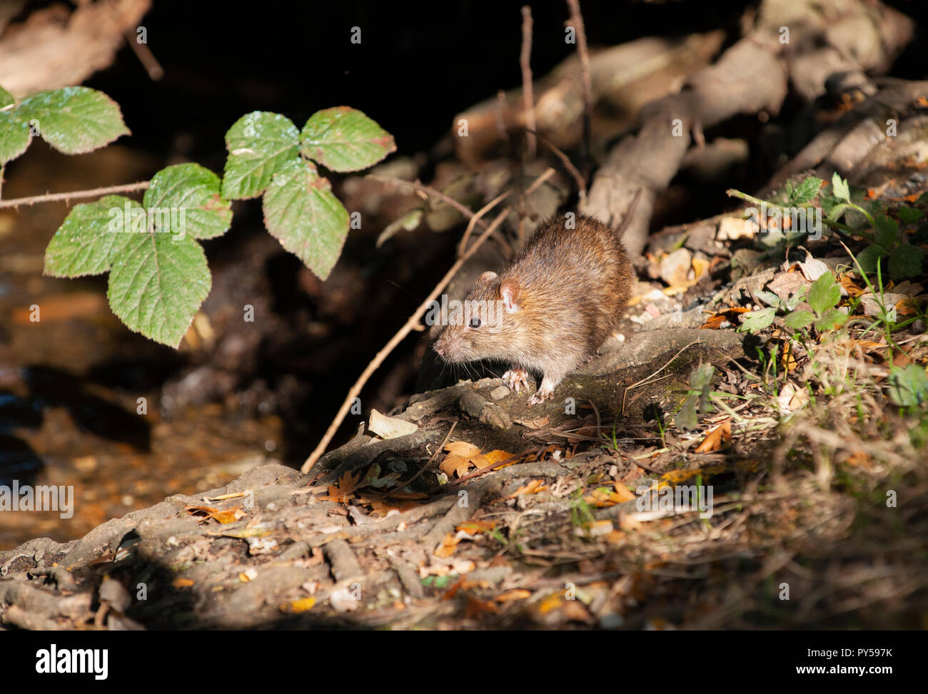 Brown Rat Rattus norvegicus, nei boschi, Hampstead Heath, Londra, Regno Unito, Isole britanniche Foto Stock