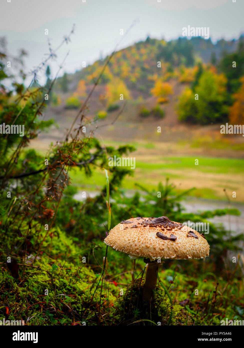 I funghi in riva al lago Foto Stock