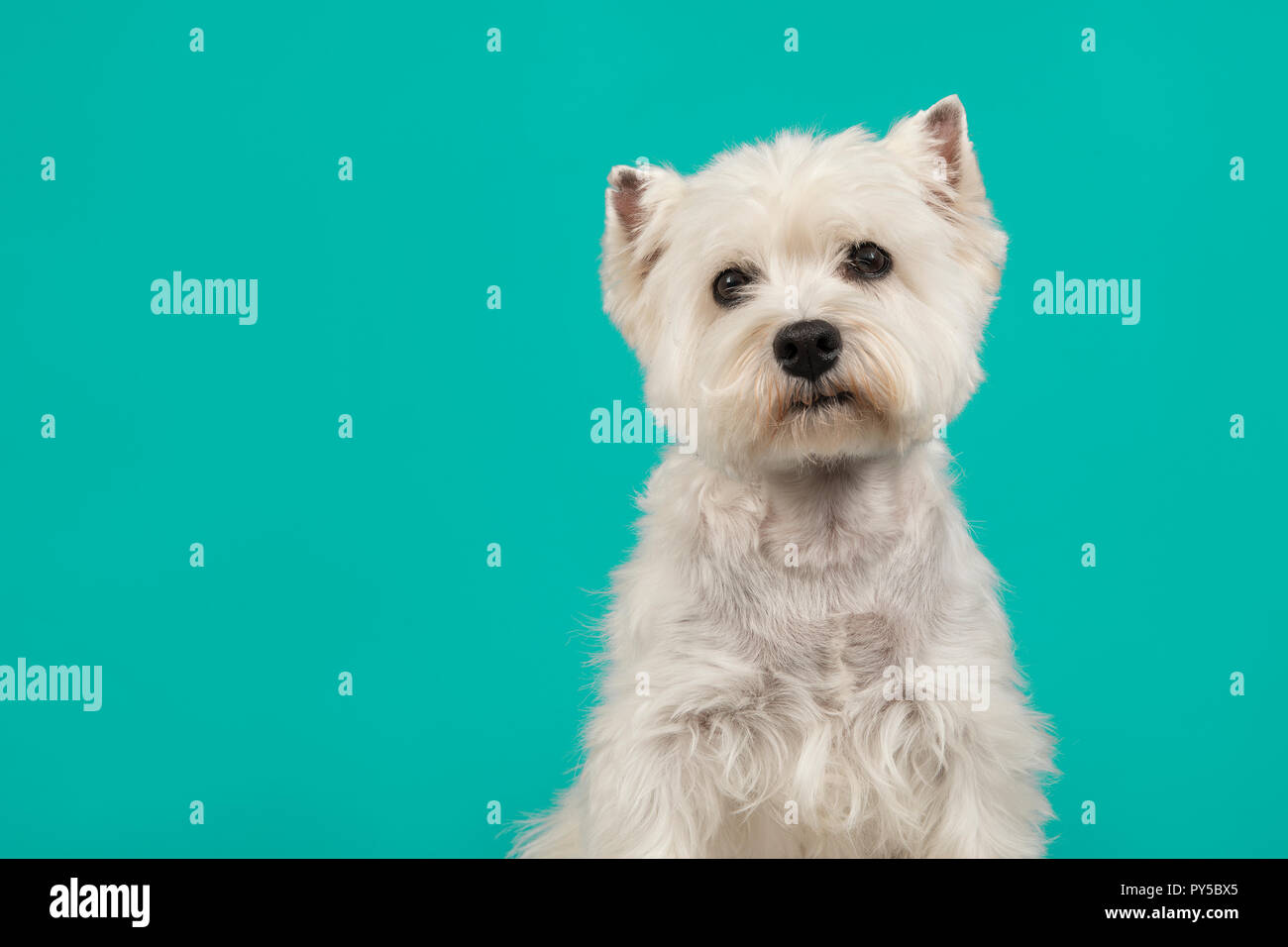 Ritratto di un West Highland White Terrier o westie cane percorrendo via su un turchese sfondo blu Foto Stock