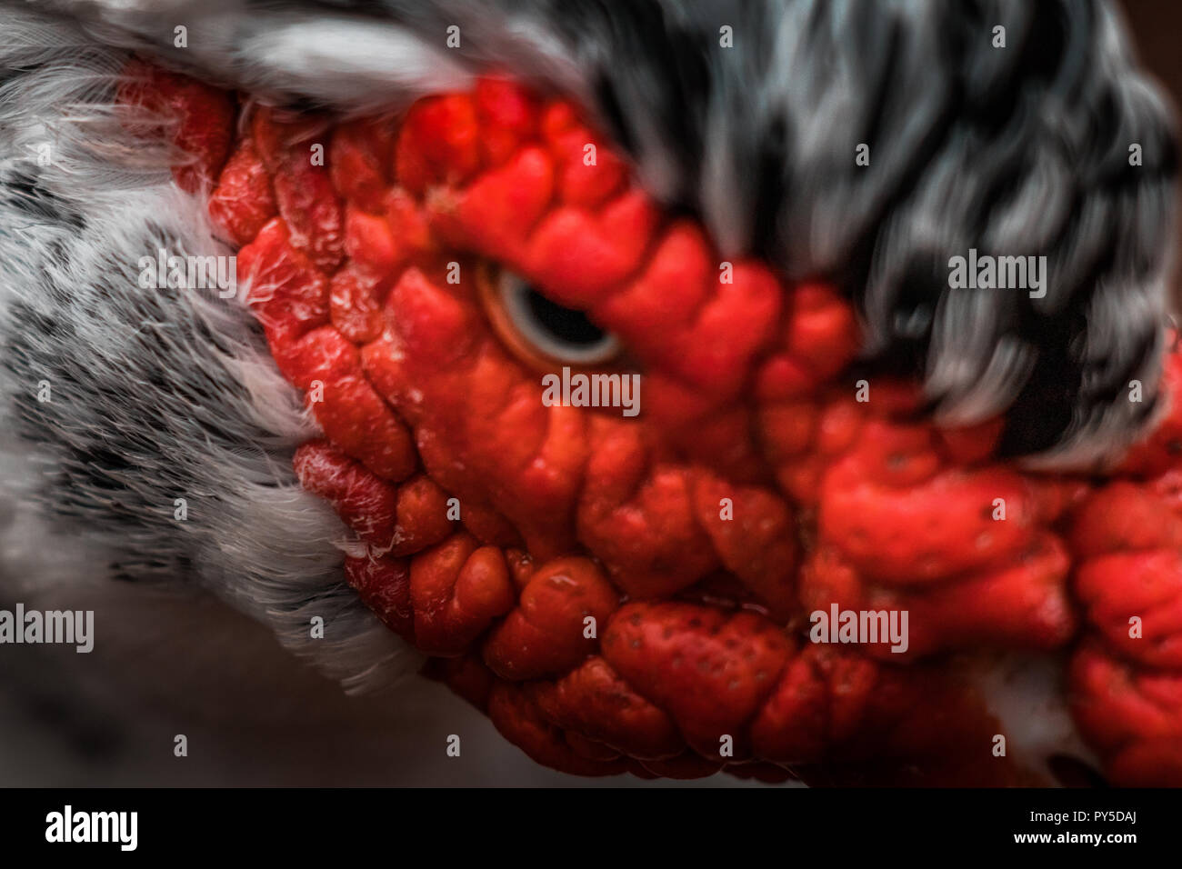 Bella rossa intitolata anatra muta (Cairina moschata), grande uccello arrabbiato nativa per il Messico, Centrale e del Sud America. Chiudere occhio fino, colori vibranti. Foto Stock