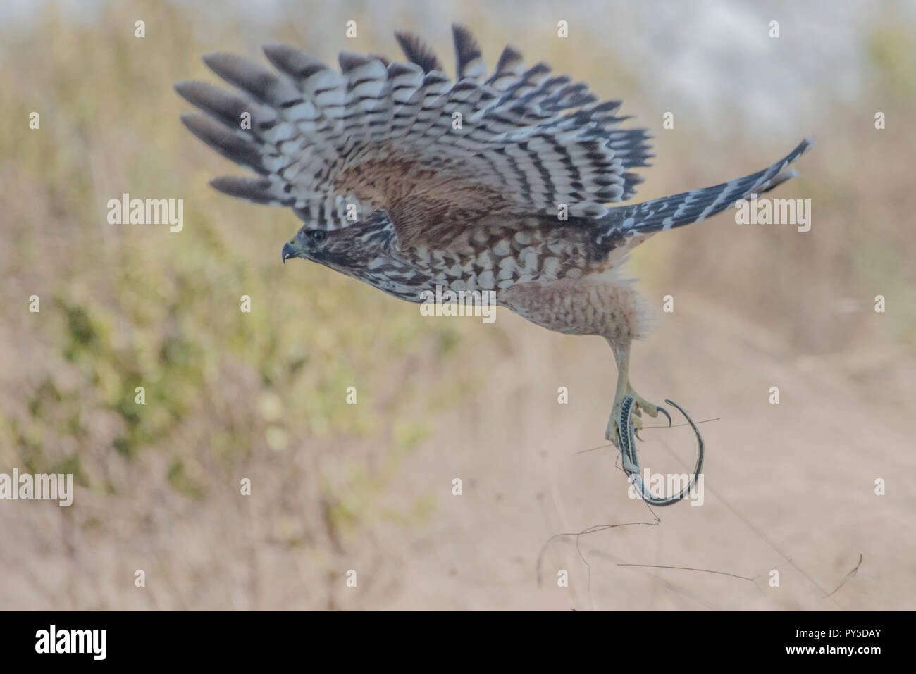 Un rosso di spallamento hawk (Buteo lineatus) che ha appena preso un serpente giarrettiera e sta portando indietro al suo pesce persico a mangiare. Foto Stock