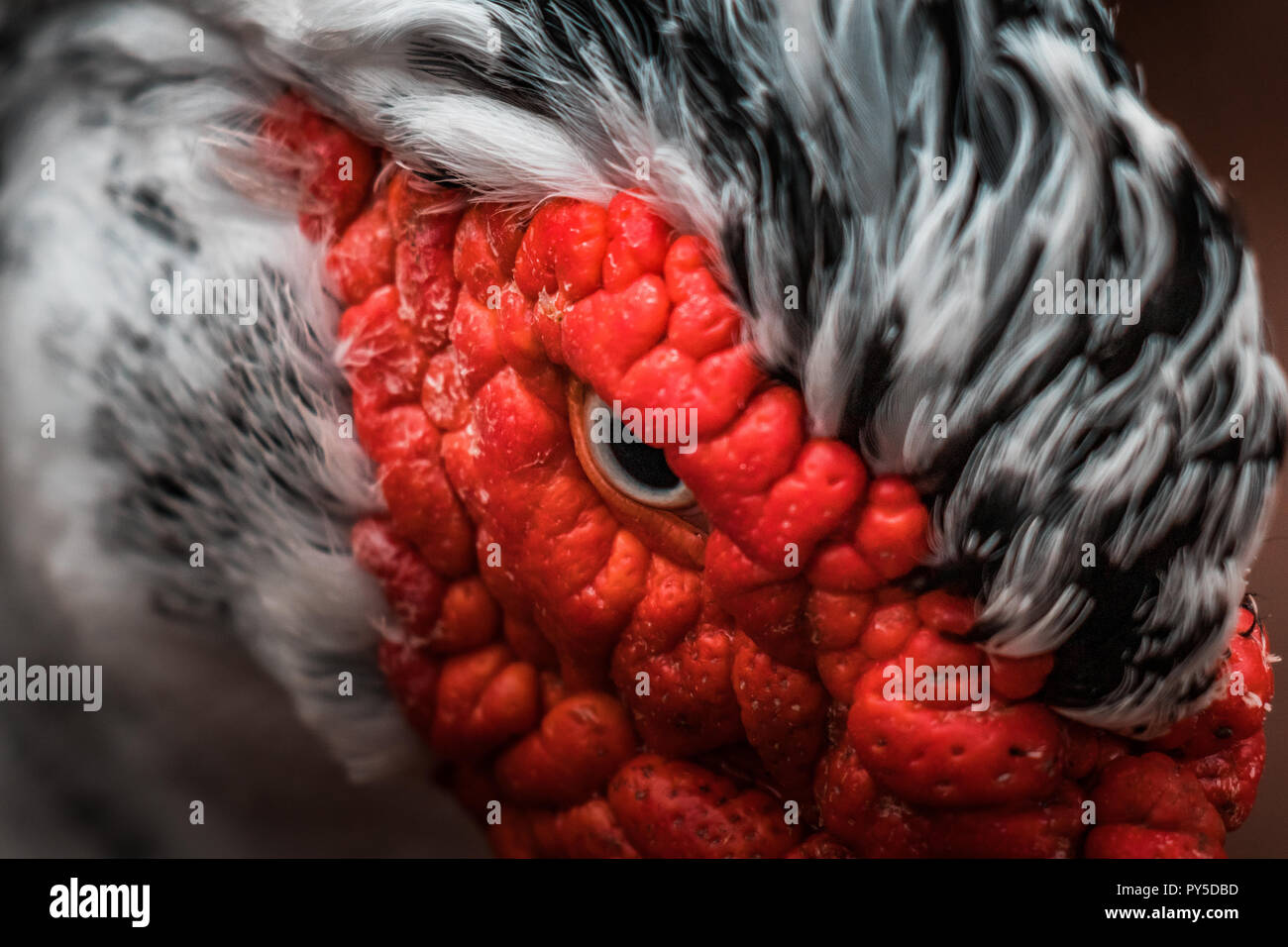 Bella rossa intitolata anatra muta (Cairina moschata), grande uccello arrabbiato nativa per il Messico, Centrale e del Sud America. Chiudere occhio fino, colori vibranti. Foto Stock