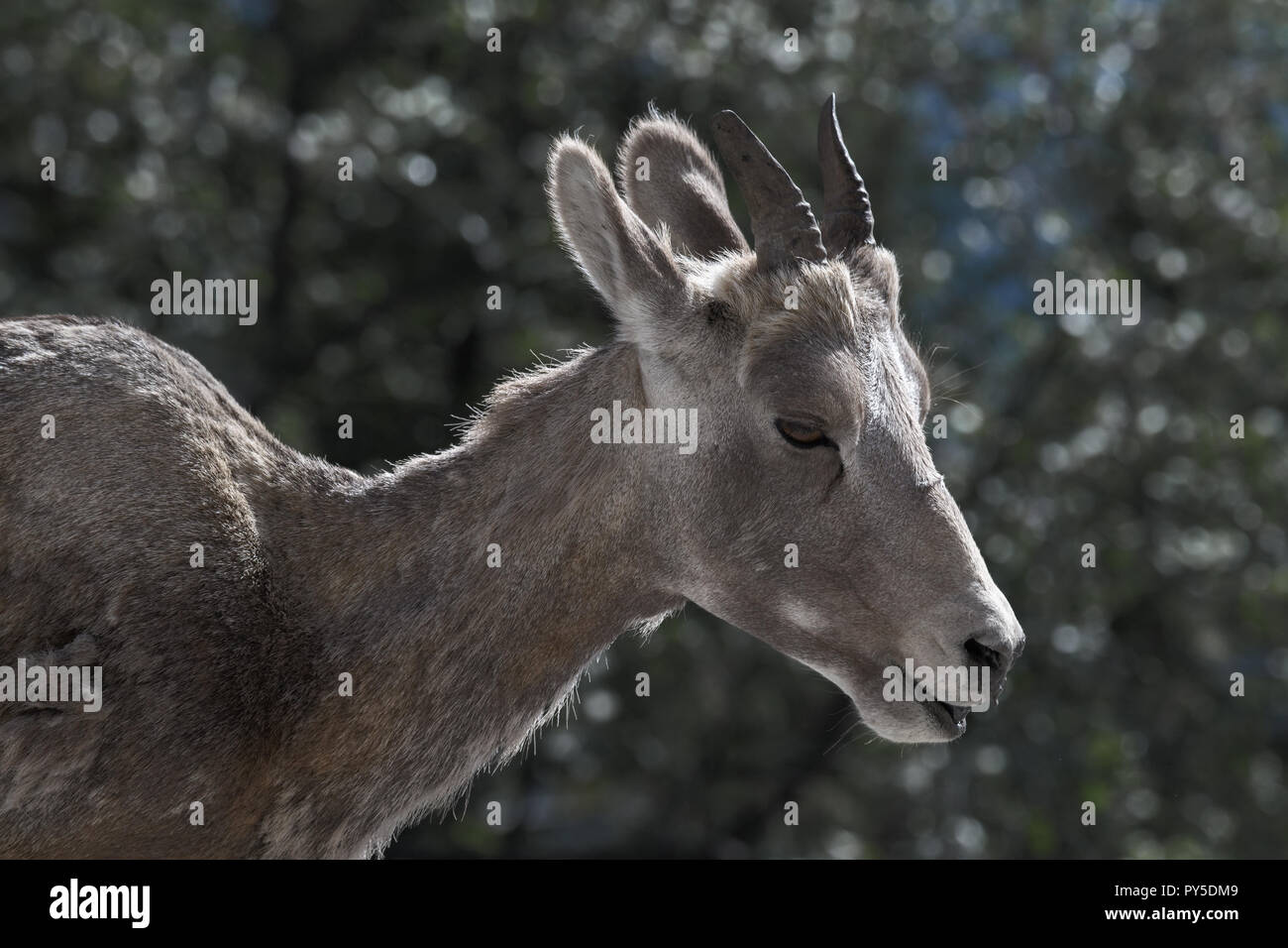 Capre di montagna a Kananaskis Country Foto Stock