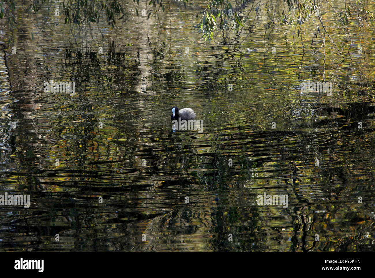 Londra, Gran Bretagna. Ottobre 25, 2018. I colori autunnali sono riflesse in uno dei laghi a Regents Park, nel centro di Londra, Gran Bretagna. Credito: Giovanni Voos, TSL/Alamy Live News Foto Stock