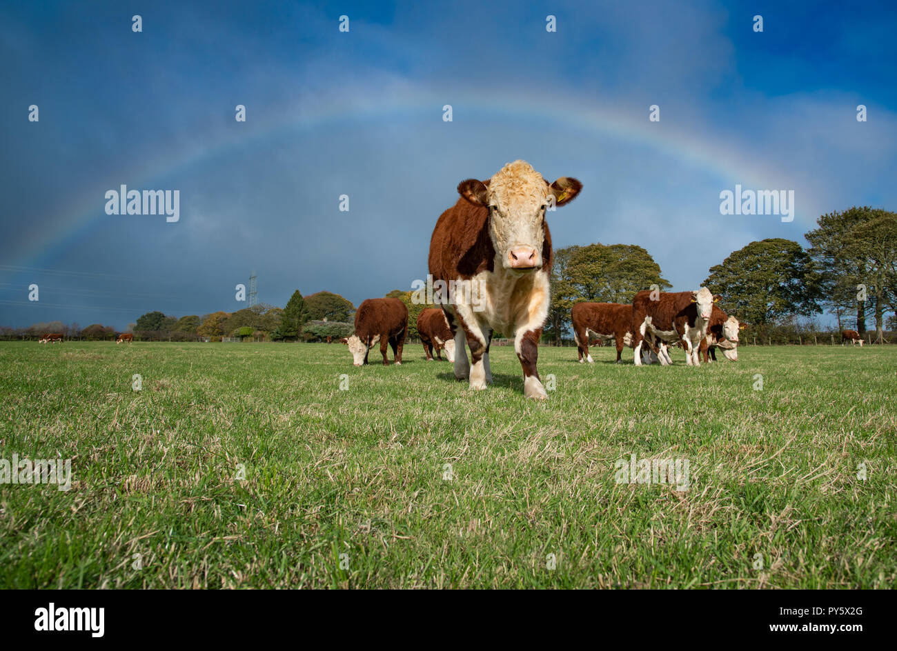 Halifax, West Yorkshire, Regno Unito. 25 ottobre, 2018. Hereford bovini e rainbow vicino a Halifax, West Yorkshire. Credito: John Eveson/Alamy Live News Foto Stock