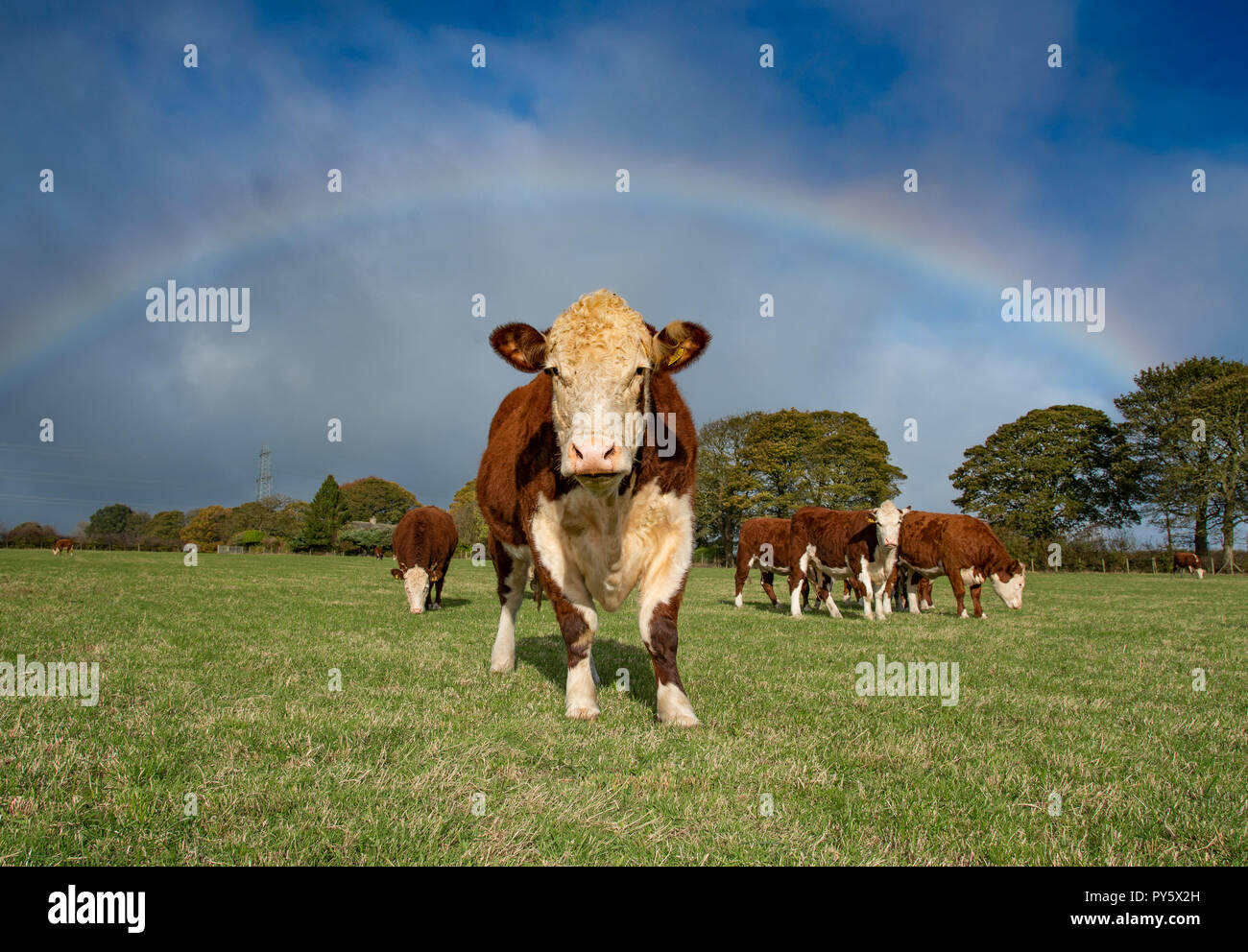 Halifax, West Yorkshire, Regno Unito. 25 ottobre, 2018. Hereford bovini e rainbow vicino a Halifax, West Yorkshire. Credito: John Eveson/Alamy Live News Foto Stock