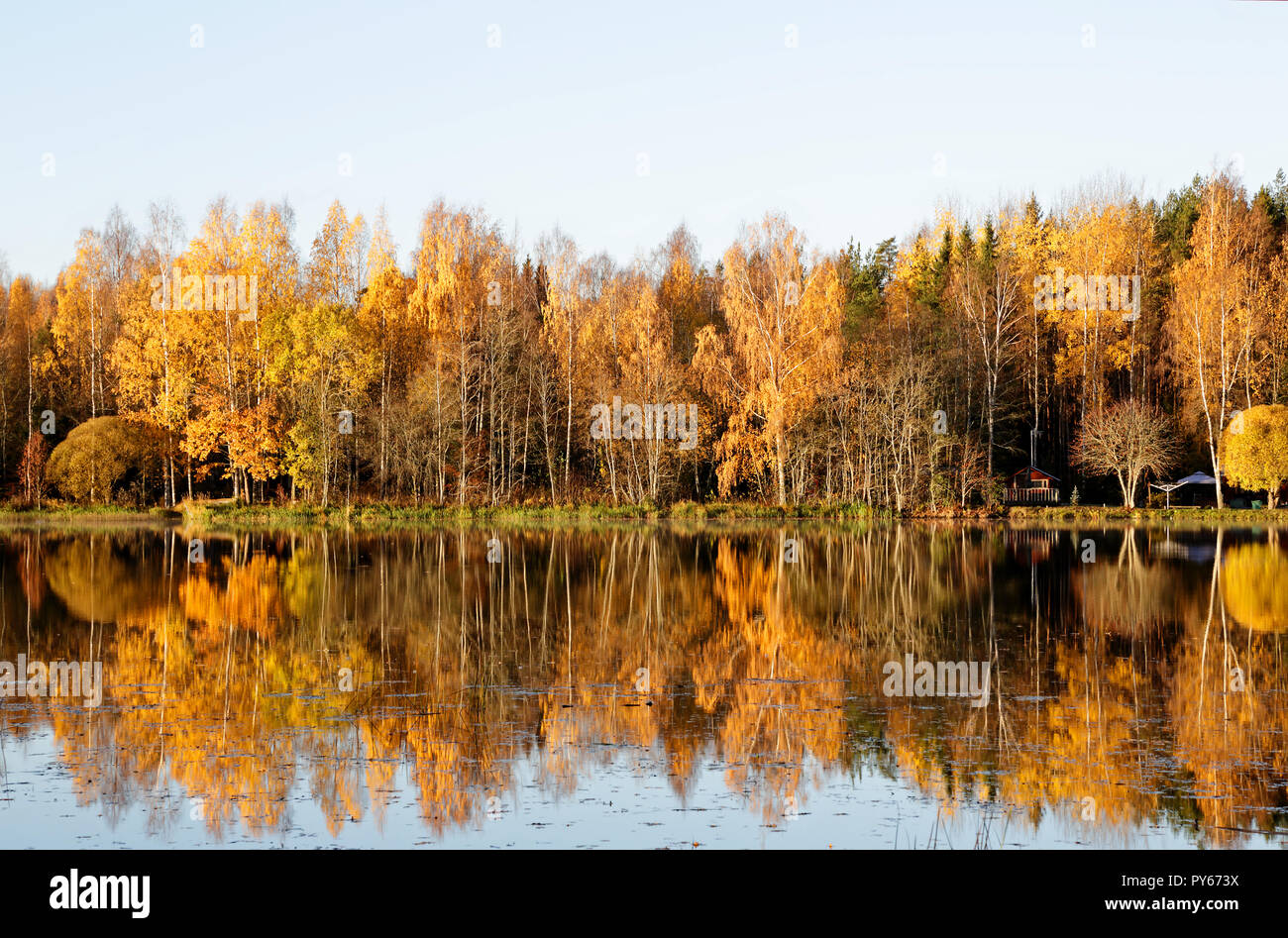 Il giallo di betulle su una riva di un fiume in autunno sun. Foto Stock