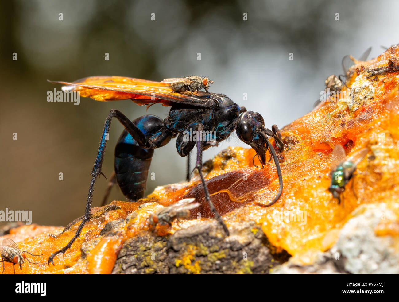 Primo piano di un bel blu-nero Tarantula Hawk wasp con Orange Wings alimentazione su persimmon polpa di frutta in autunno Foto Stock