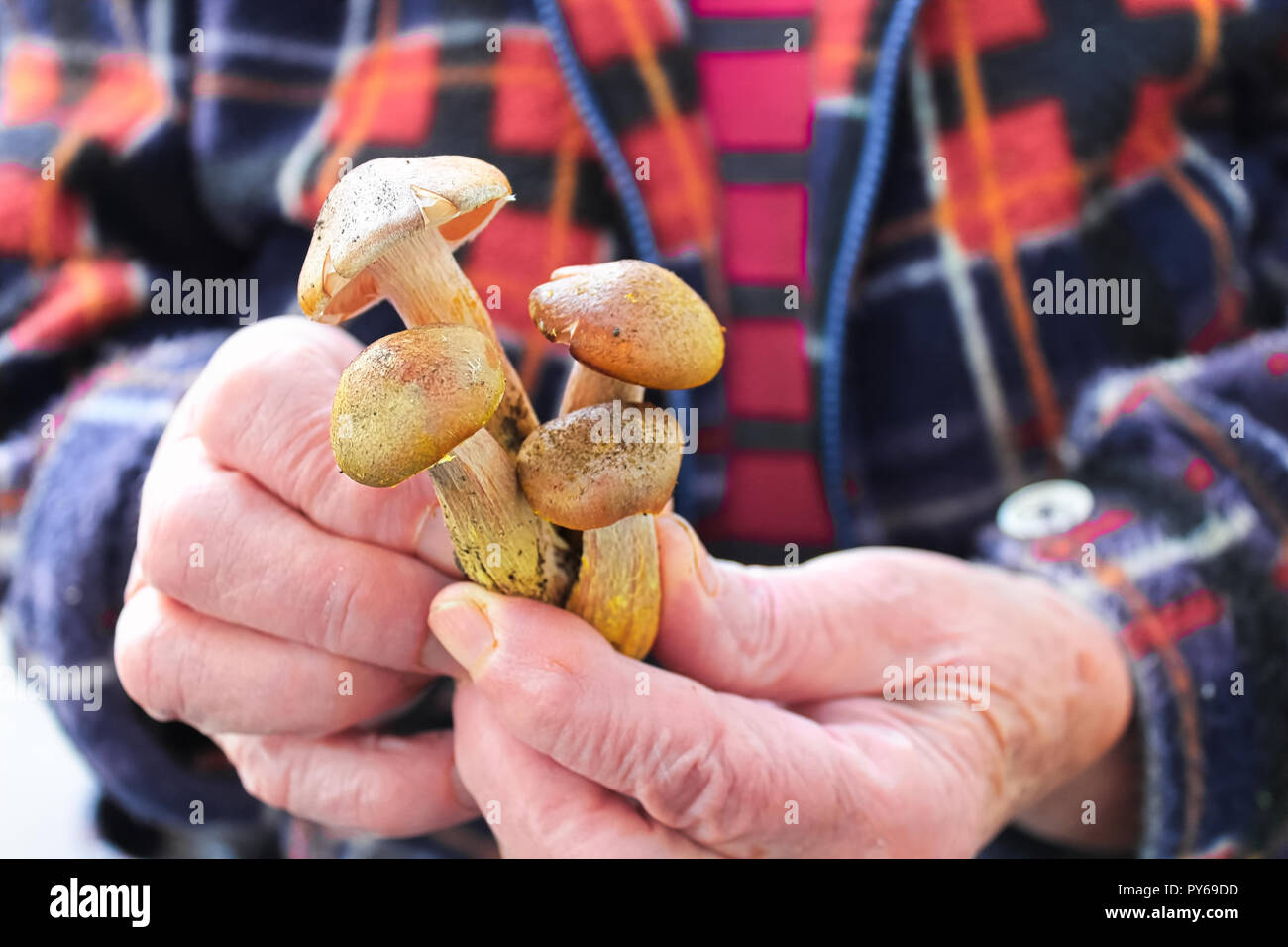 Vecchio senior mani tenendo diversi funghi Miele Foto Stock