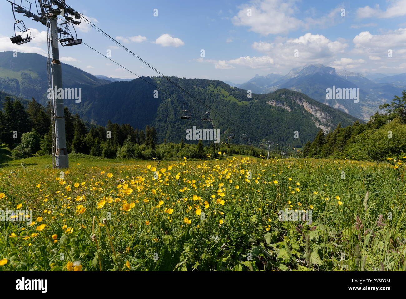 Un prato di Ranuncolo strisciante (Ranunculus repens) sotto un chiarlift La Sambuy area di montagna nei pressi di Faverges Francia Foto Stock