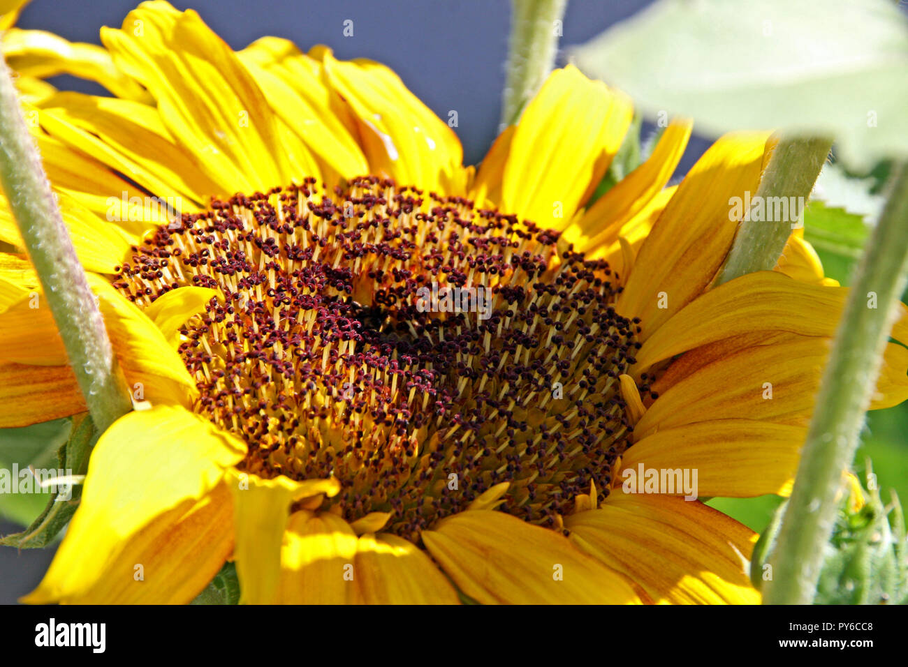 Luminose incredibile close up fiore giallo centro stami Foto Stock