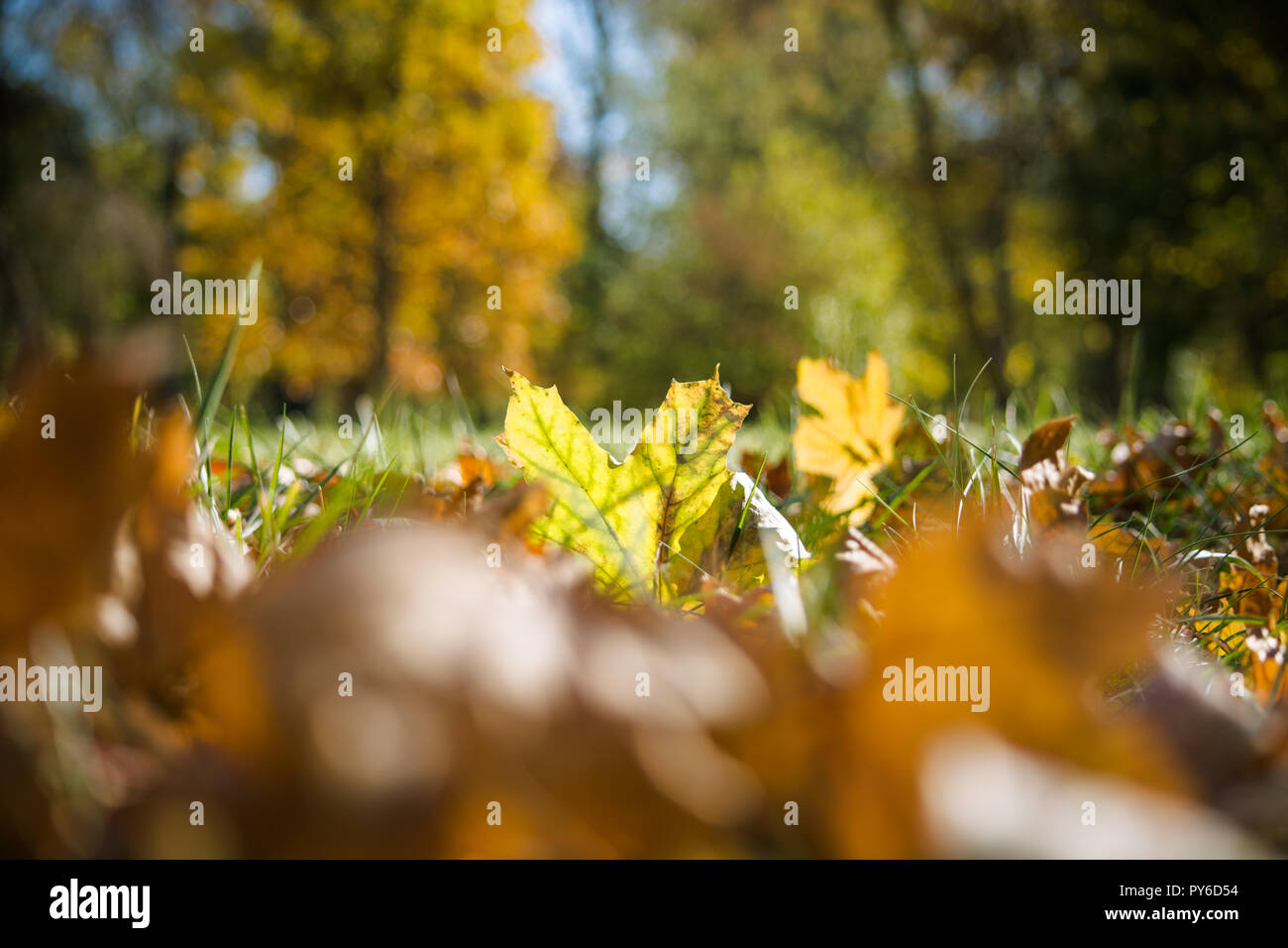 Autunno sfondo. Foglie su un ramo contro un blu turchese sfondo cielo brilla al sole di close-up nella natura all'esterno. Foto Stock