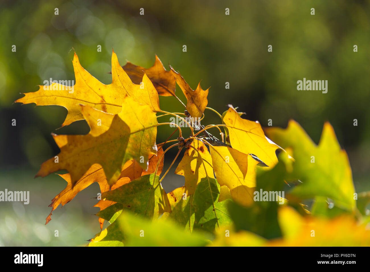 Autunno sfondo. Foglie su un ramo contro un blu turchese sfondo cielo brilla al sole di close-up nella natura all'esterno. Foto Stock