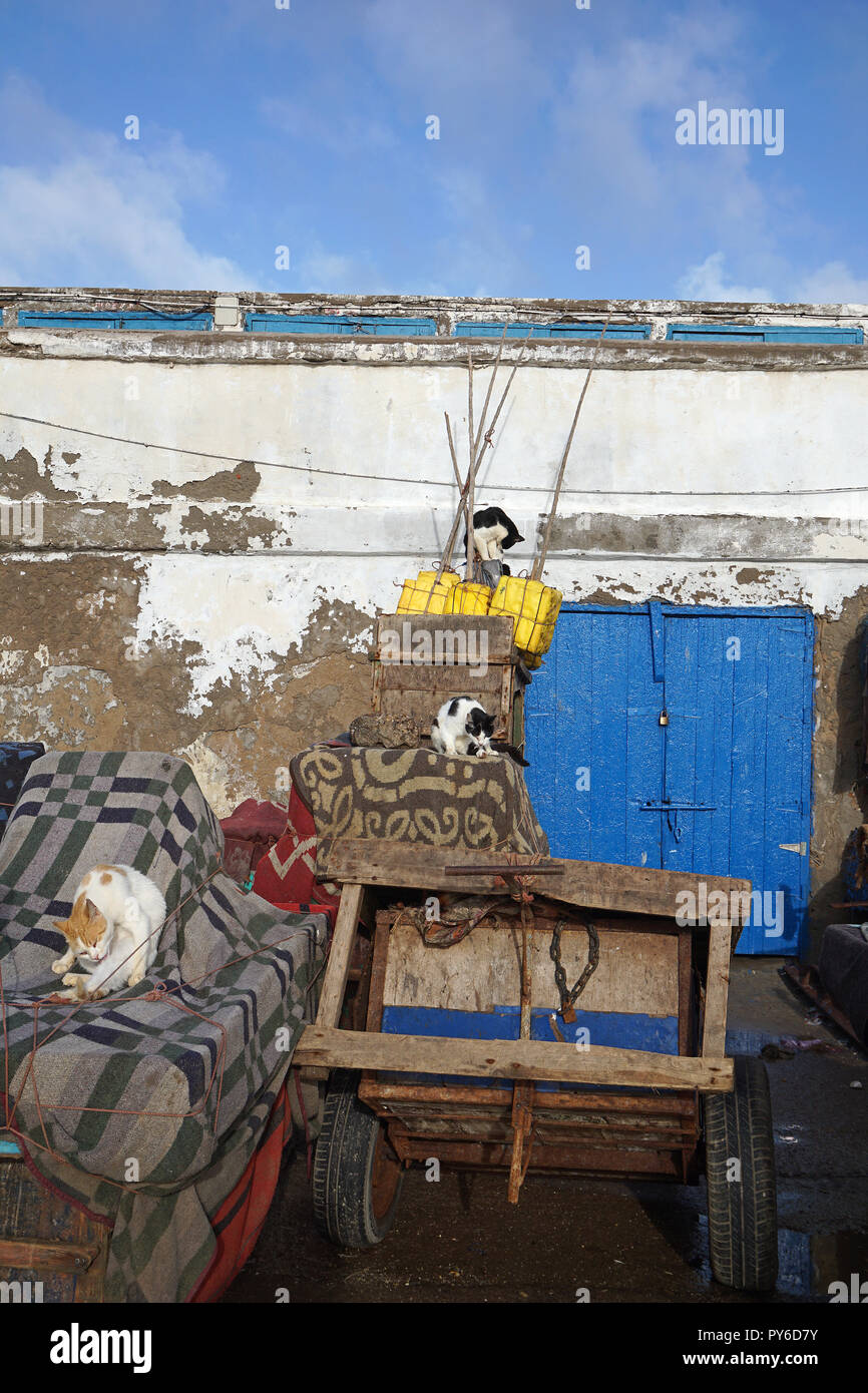 Gatti nella parte anteriore dei pescatori di cabine, Essaouira, Marocco, Africa Foto Stock