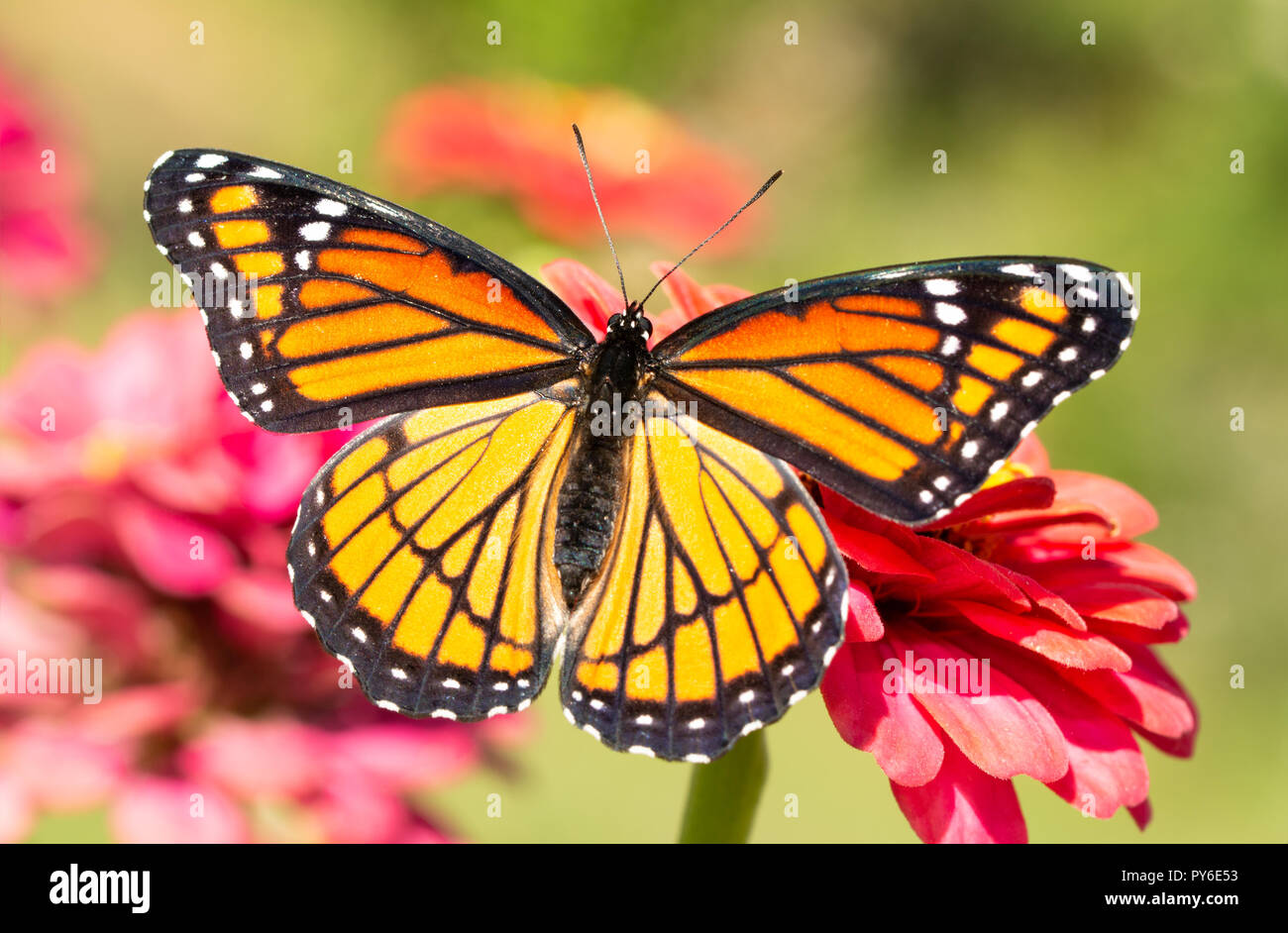 Splendida Viceré butterfly poggiante su una Zinnia fiore con ali spalancate, poco dopo eclosing da crisalide Foto Stock