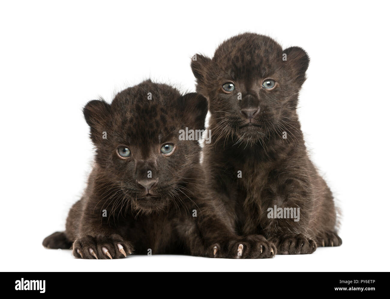 Due leopardo nero cubs sdraiato, 3 settimane di età, isolato su bianco Foto Stock