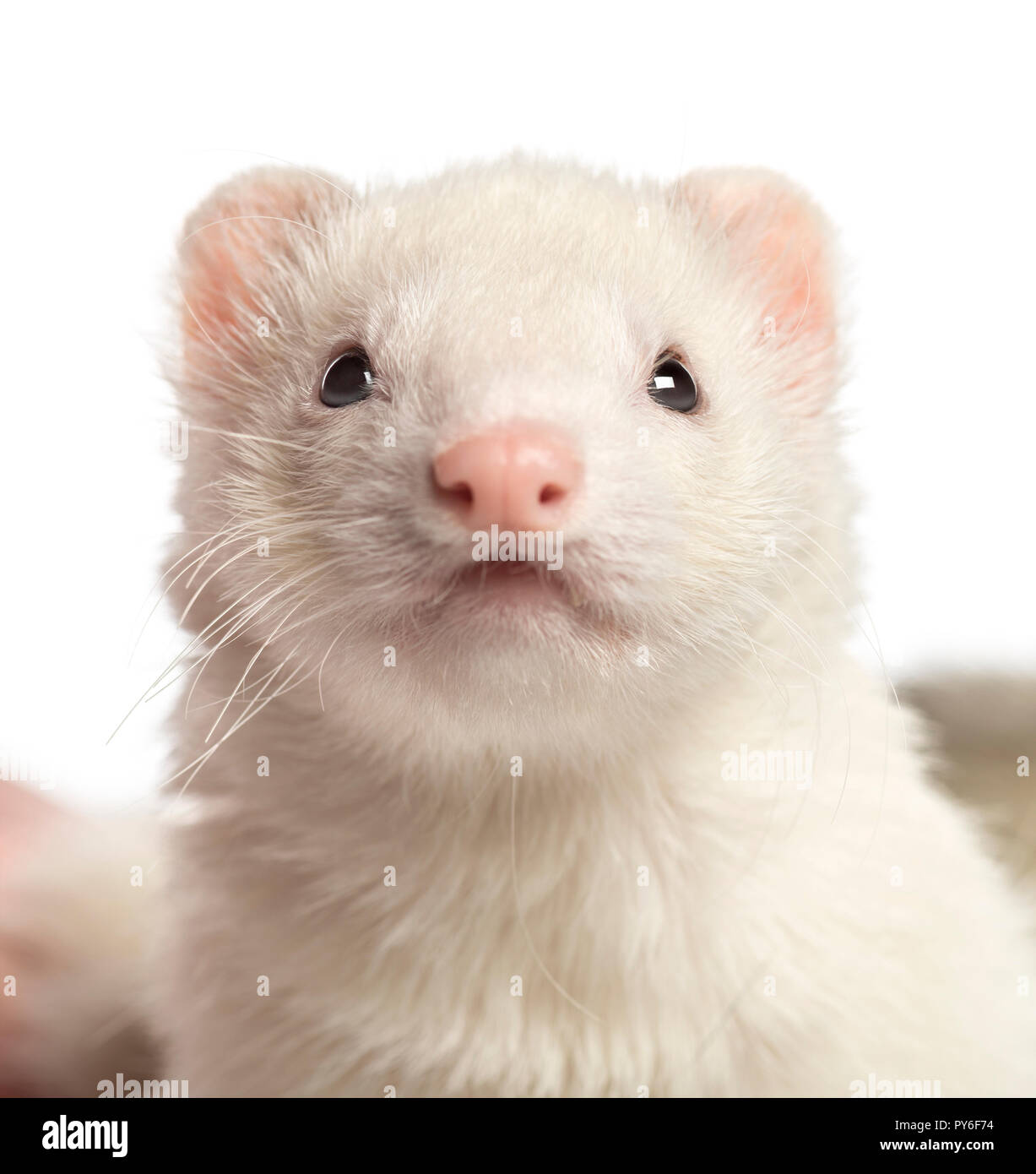 Close-up di un furetto, 2 anni, isolato su bianco Foto Stock