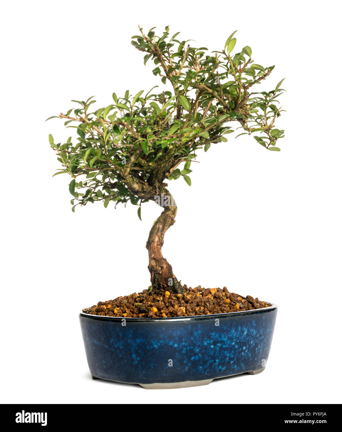 Caprifoglio albero di bonsai, Lonicera caprifolium, isolato su bianco Foto Stock
