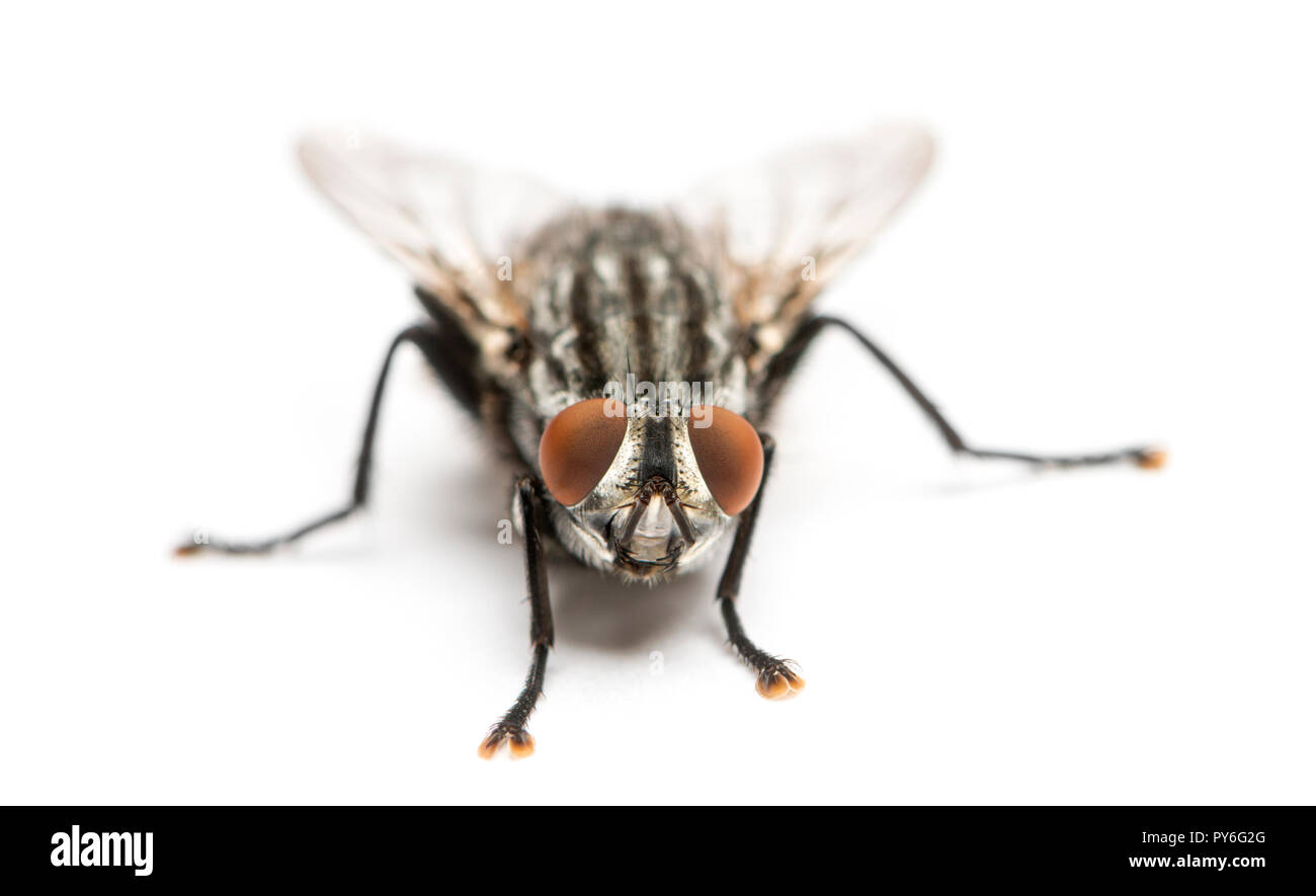 Carne volare visto dall'alto, Sarcophagidae, isolato su bianco Foto Stock