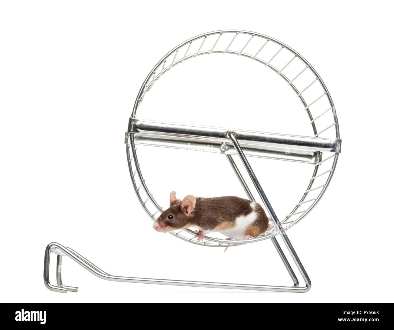 Vista laterale di un comune mouse house in esecuzione in una ruota, Mus musculus, isolato su bianco Foto Stock