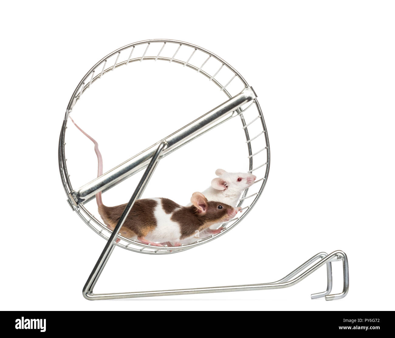 Vista laterale della casa comune topi giocando in una ruota, Mus musculus, isolato su bianco Foto Stock