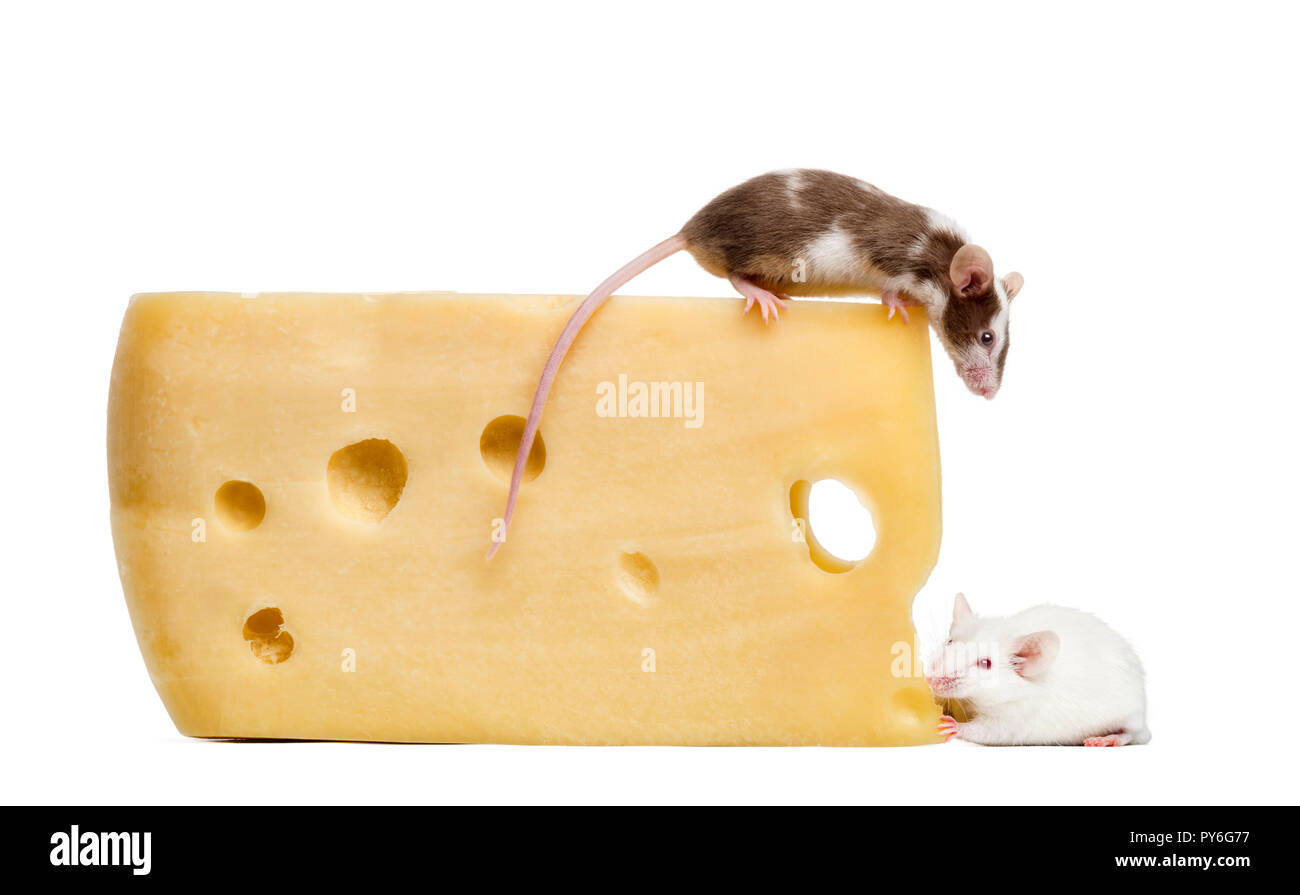 Mouse appollaiato sulla cima di un grosso pezzo di formaggio, guardando verso il basso, Mus musculus Foto Stock