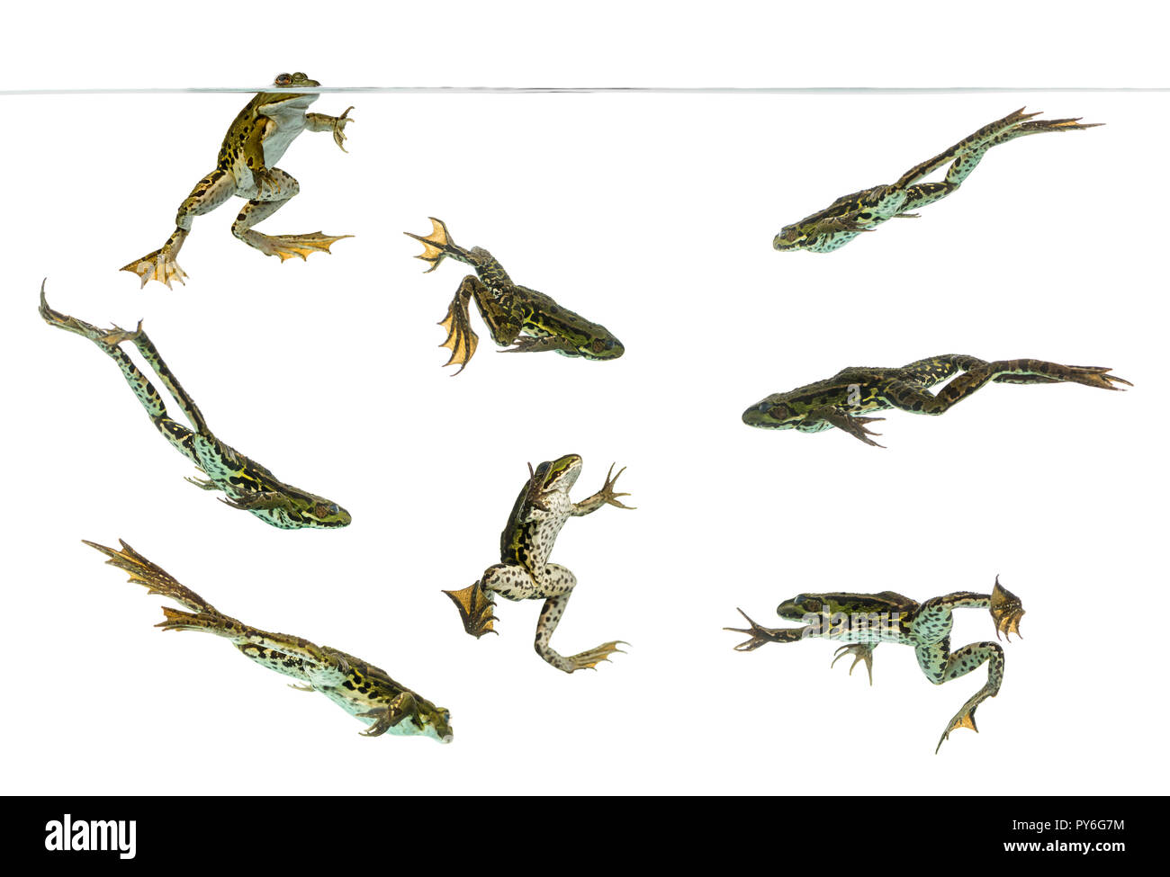 Composizione delle rane commestibili nuotare sotto l'acqua linea, Pelophylax kl. esculentus, isolato su bianco Foto Stock
