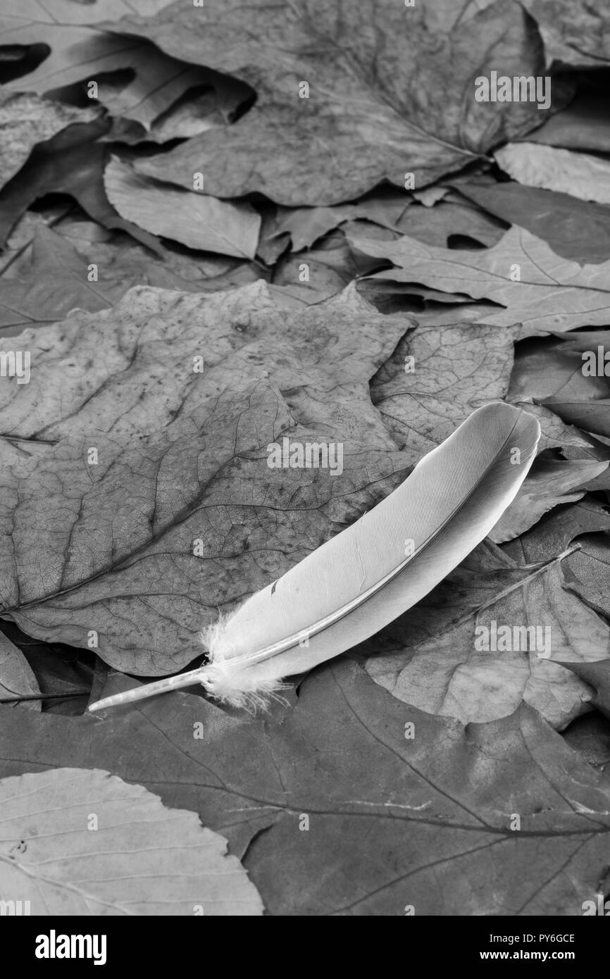 Bianco e nero astratto della piuma piccola isolati su caduto foglie di autunno. Caduto giù, singolo di piuma. Foto Stock