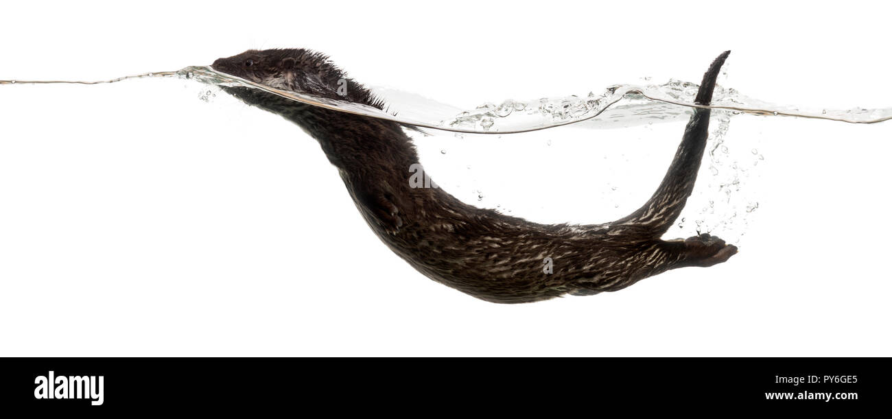 Vista laterale di una lontra europea nuoto alla superficie dell'acqua, rendendo onde, Lutra lutra, isolato su bianco Foto Stock