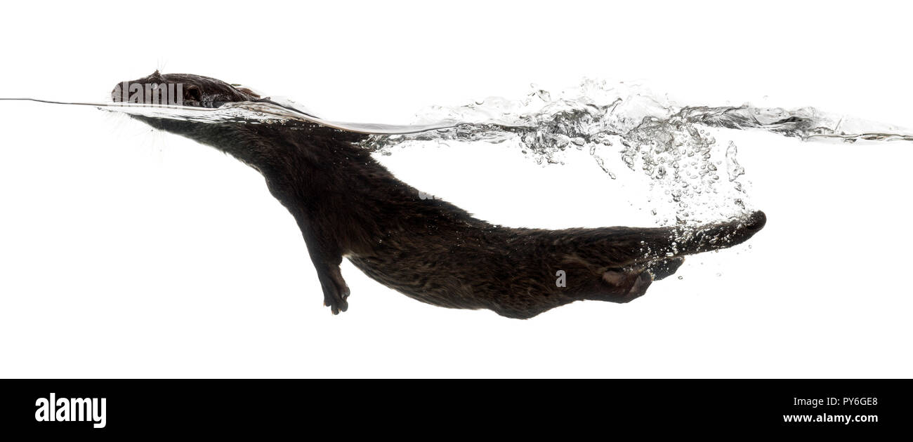 Vista laterale di una lontra europea nuoto alla superficie dell'acqua, rendendo onde, Lutra lutra, isolato su bianco Foto Stock