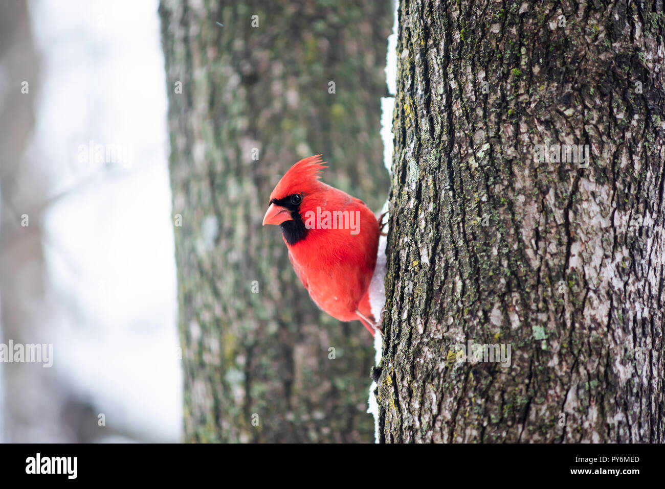 Funny uno rosso cardinale Nord bird, Cardinalis, appollaiato sul tronco di albero durante l'inverno la neve colorato in Virginia Foto Stock