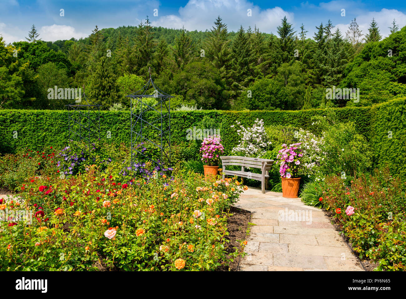 Un display a colori di estate di rose e clematis in la Regina madre nel Giardino delle Rose della RHS Garden Rosemoor, Devon, Inghilterra, Regno Unito Foto Stock