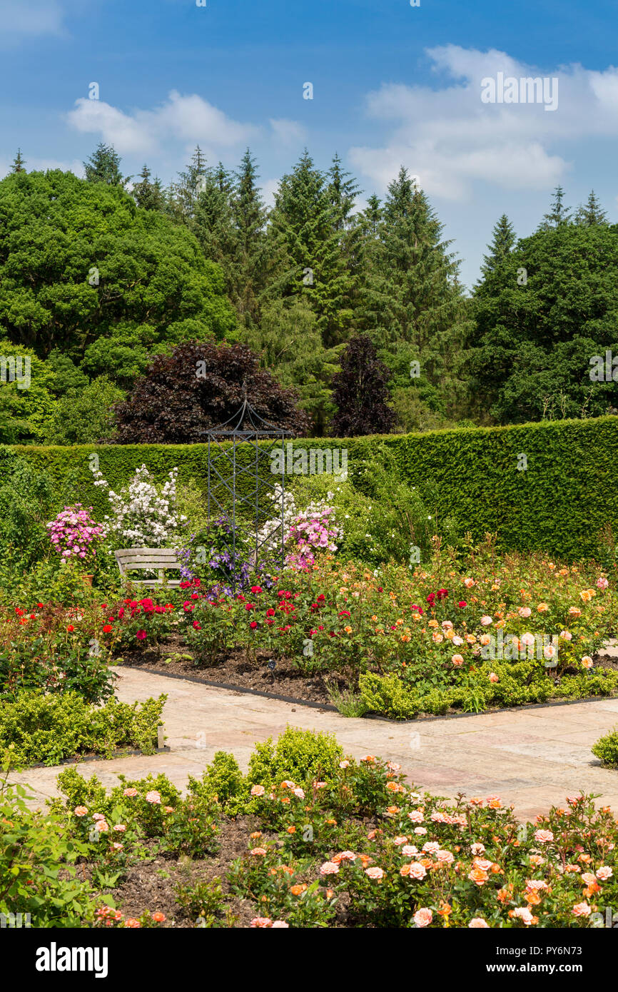 Un display a colori di estate di rose e clematis in la Regina madre nel Giardino delle Rose della RHS Garden Rosemoor, Devon, Inghilterra, Regno Unito Foto Stock
