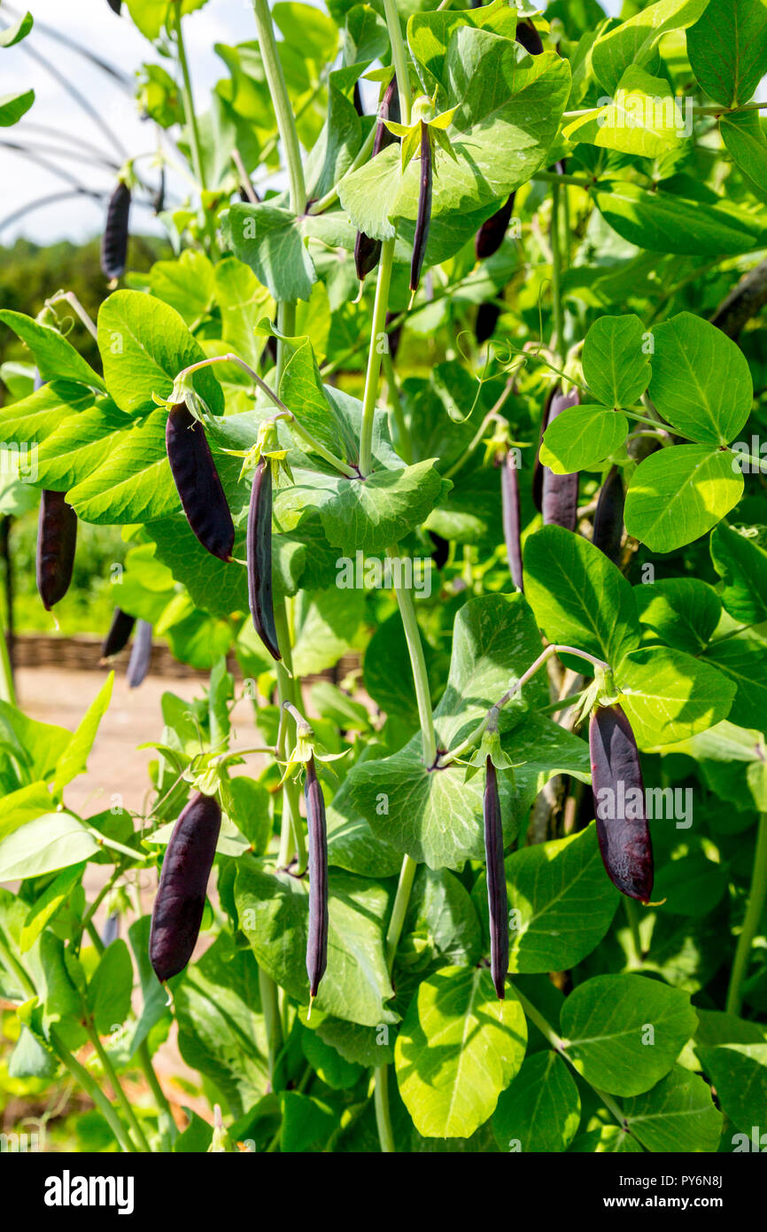 Insolito podded viola i piselli in crescita nel Potager giardino alla RHS Garden Rosemoor, Devon, Inghilterra, Regno Unito Foto Stock