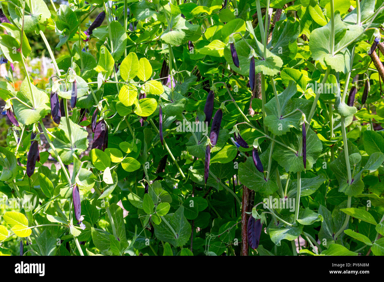 Insolito podded viola i piselli in crescita nel Potager giardino alla RHS Garden Rosemoor, Devon, Inghilterra, Regno Unito Foto Stock