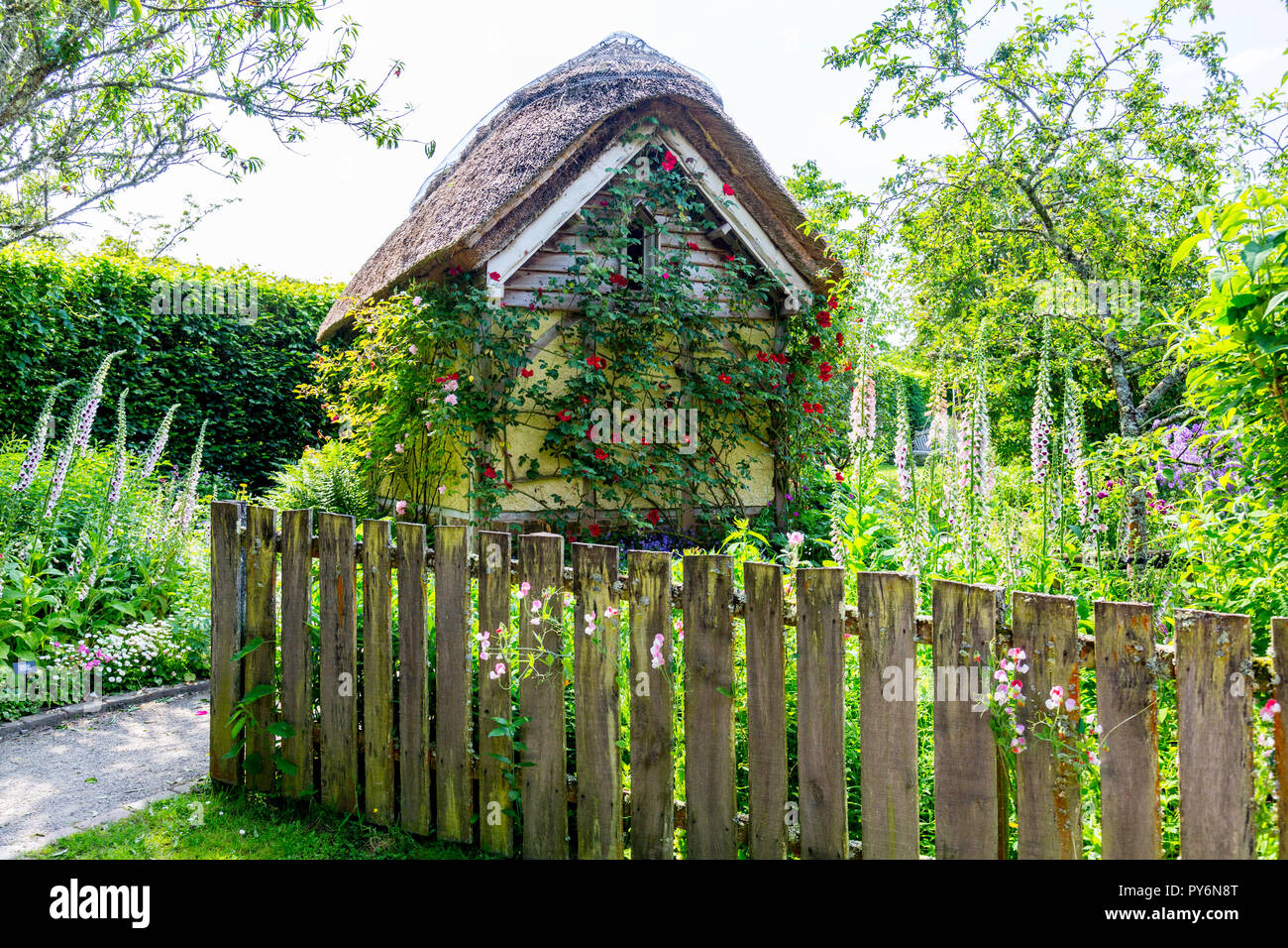 Un mix di foxgloves (Digitalis sp), piselli dolci e le rose nel Giardino Cottage a RHS Garden Rosemoor, Devon, Inghilterra, Regno Unito Foto Stock