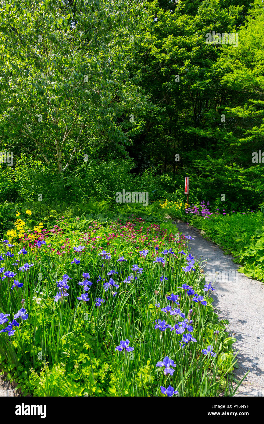 Iridi di fioritura e astrantias lungo il lago della RHS Garden Rosemoor, Devon, Inghilterra, Regno Unito Foto Stock