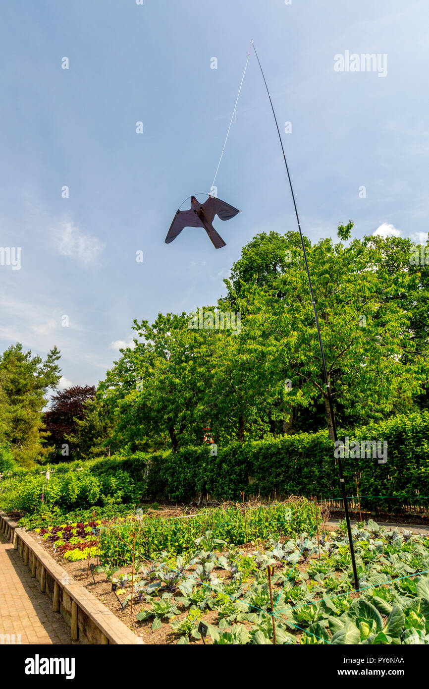 Un'artificiale rapace pest scarer sopra le file ordinate di vegatables della RHS Garden Rosemoor, Devon, Inghilterra, Regno Unito Foto Stock