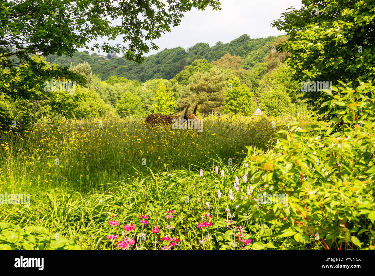 Un altopiano di mucca realizzato da willow nel selvaggio fiore prato della RHS Garden Rosemoor, Devon, Inghilterra, Regno Unito Foto Stock