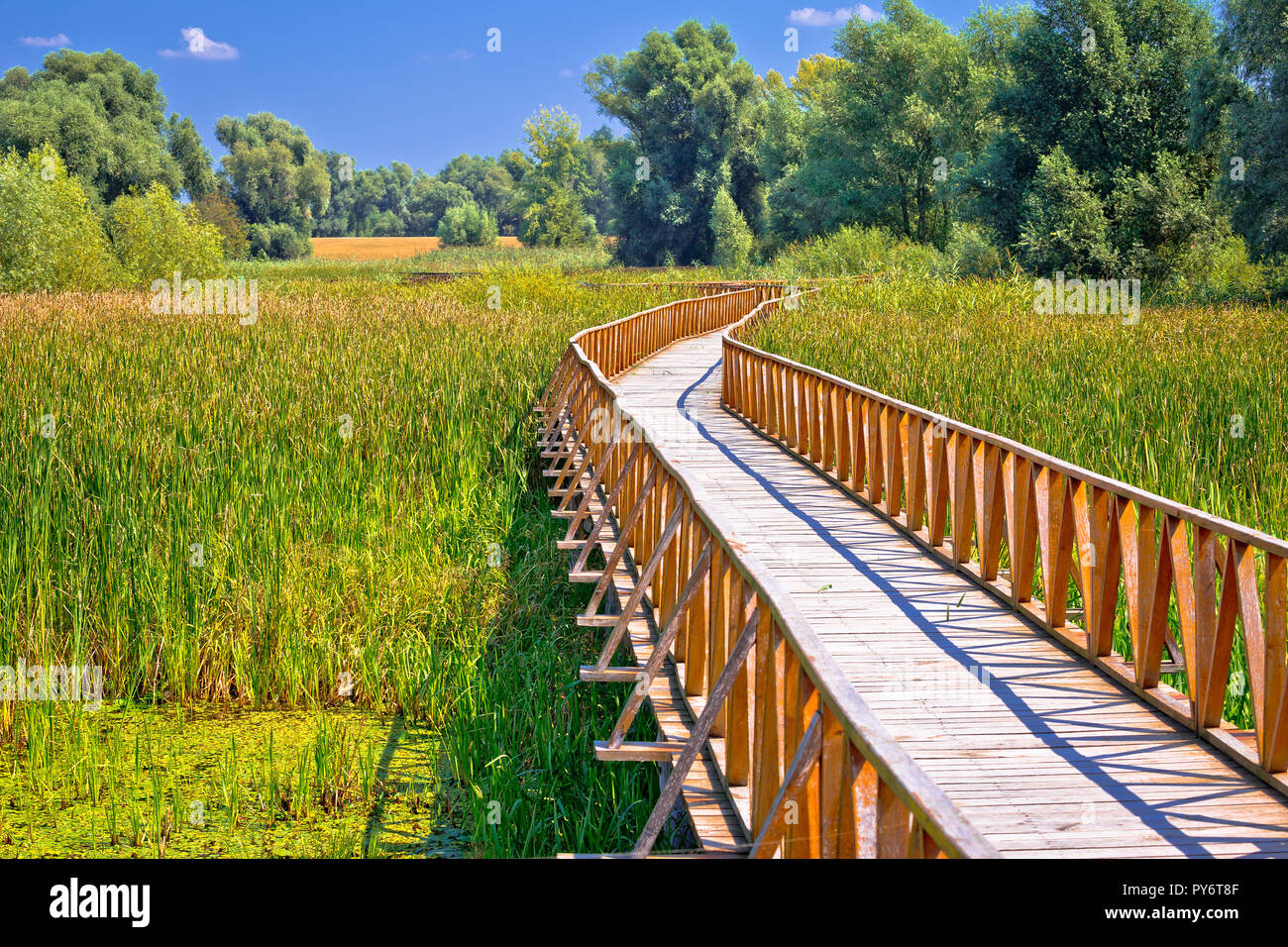 Kopacki Rit paludi il parco di natura di legno vista boardwalk, Baranja regione della Croazia Foto Stock