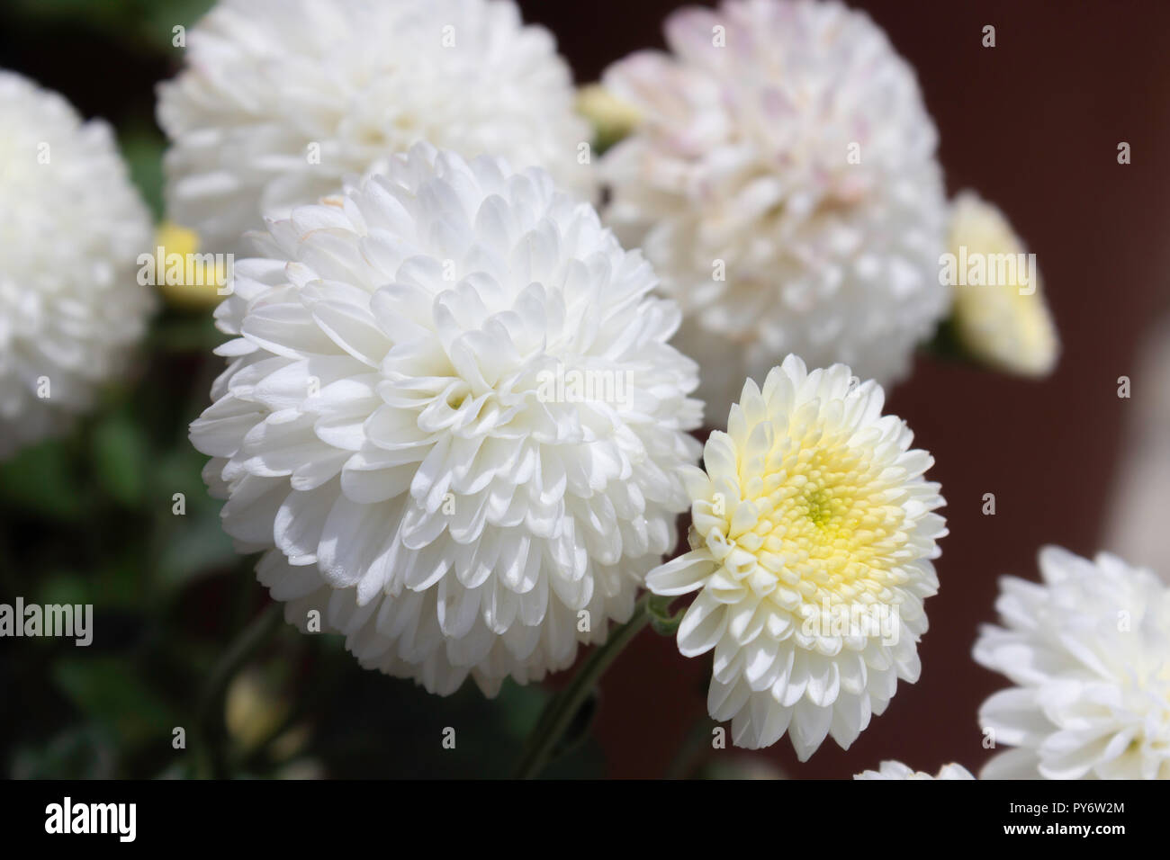 Tropicale fiore bianco fiore Foto Stock