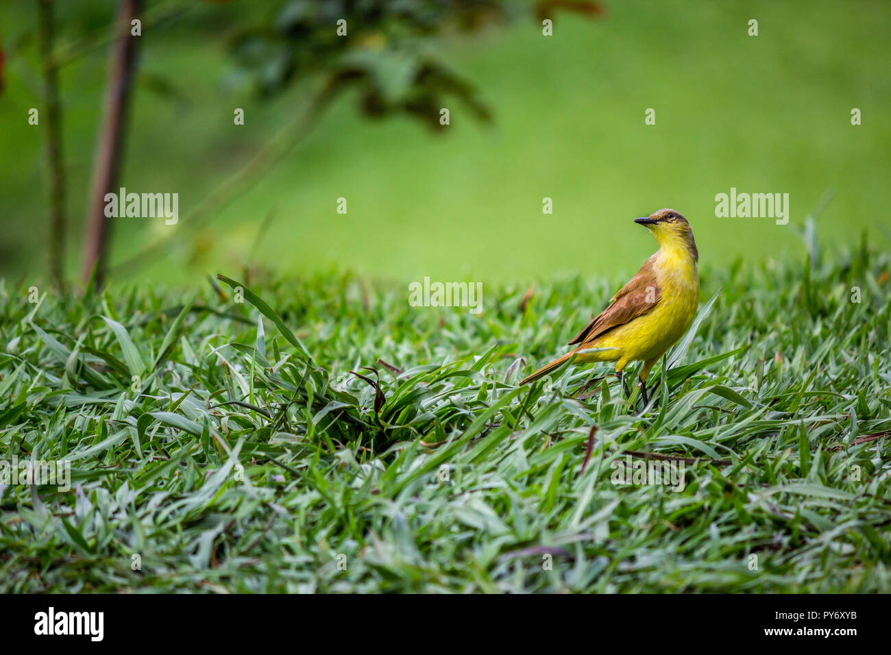 Bird oltre l'erba della prateria Foto Stock
