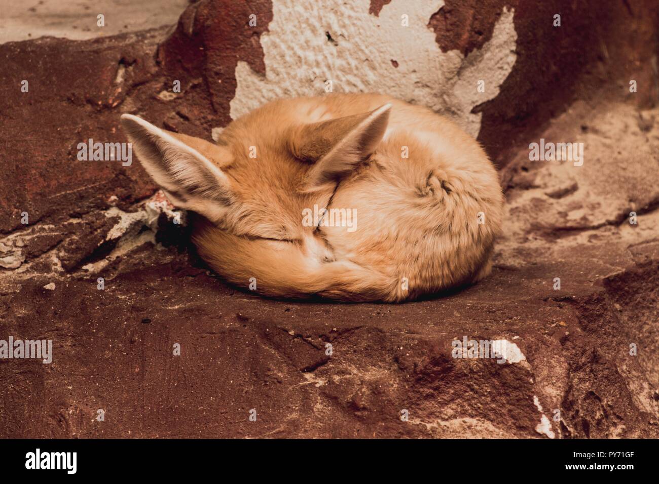 Un bel po' di animale che assomiglia ad una volpe è dormire su pietre rosse avvolto a ricciolo. Lei ama calorosamente. Foto Stock
