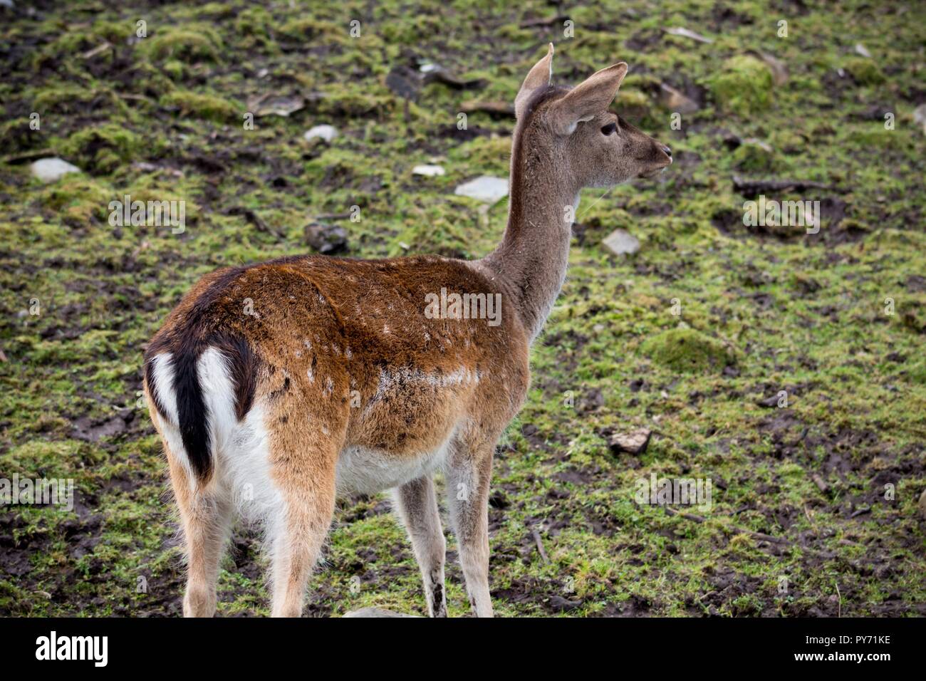 Ancora un piccolo cervo maculato era leggermente fuori della mandria su un ampio pascolo nella riserva. Foto Stock