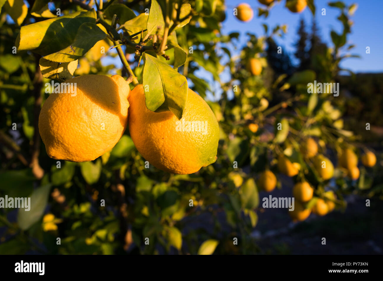 Un close-up di due limoni su un ramo di albero con un albero di limone pieno di frutta nel retro in una calda serata sun Foto Stock