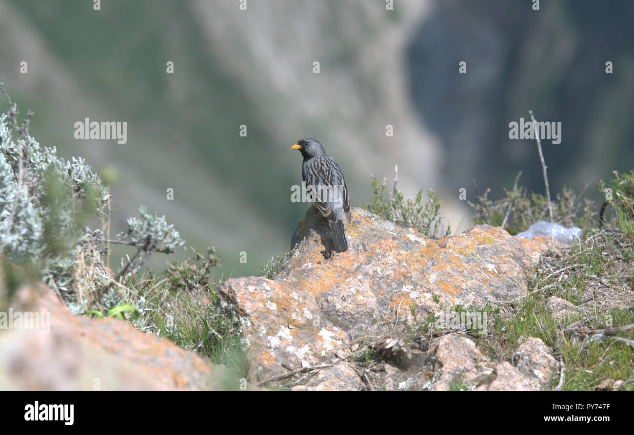 O Canário-negro-Andino ou Black Canary dos Andes Foto Stock