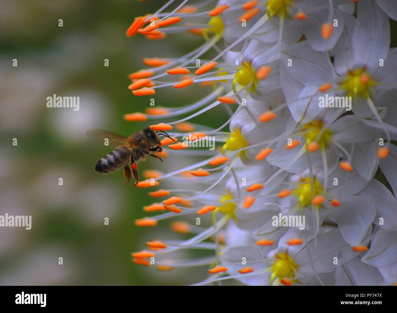 Un'ape visitando un grande fiore. Arancione chiaro e di colore bianco del fiore in contrasto con le api in bianco e nero e marrone. Foto Stock