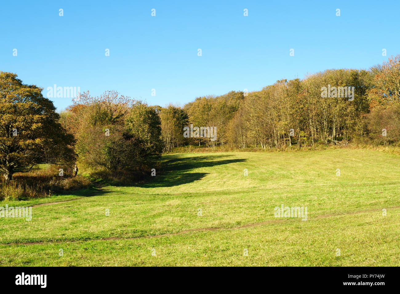 Biancospino Dene Prati, siti di particolare interesse scientifico, Biancospino, Co. Durham, England, Regno Unito Foto Stock