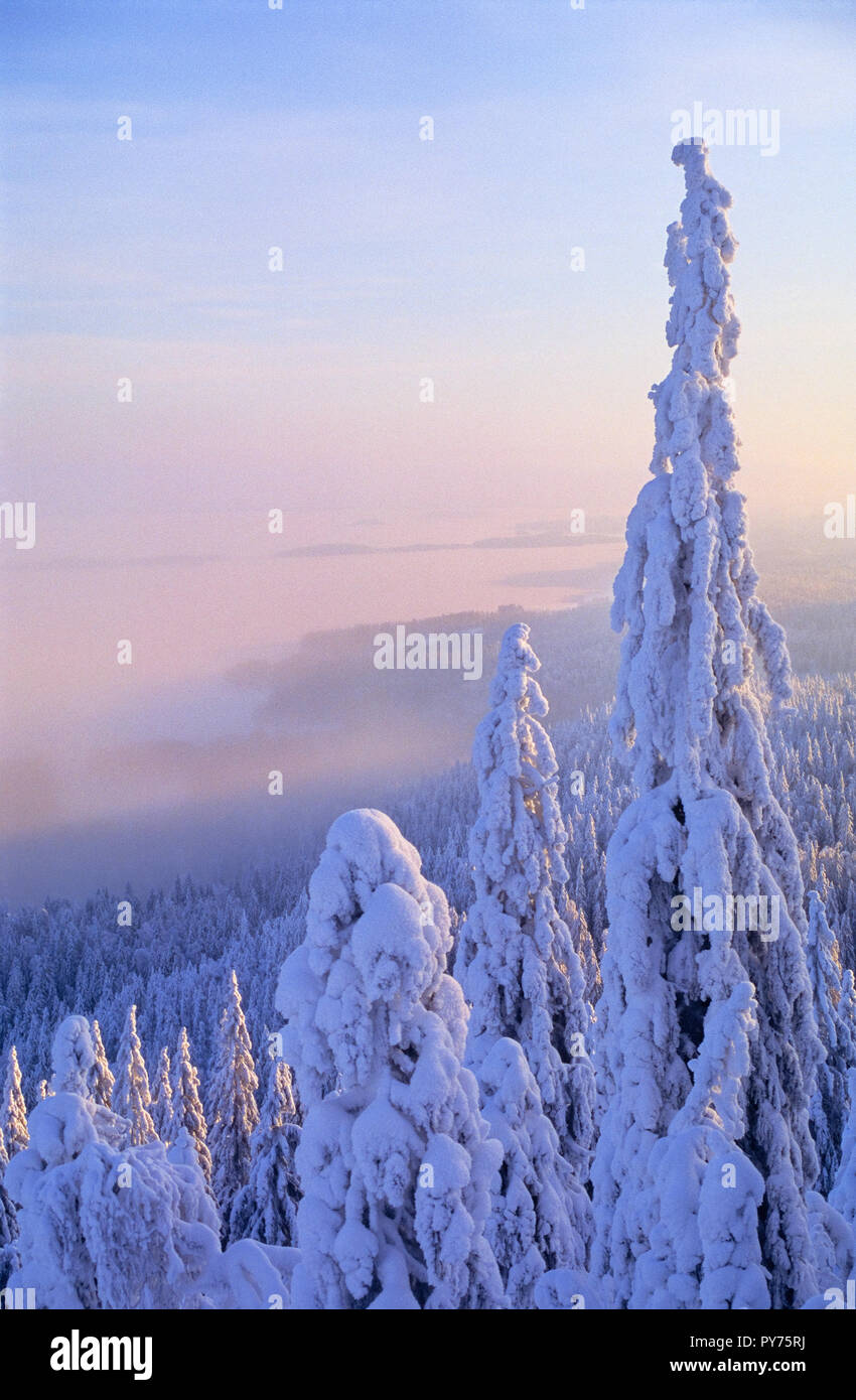 Coperti di neve della foresta boreale. Koli National Park in Finlandia orientale. Scansionata da film. Foto Stock