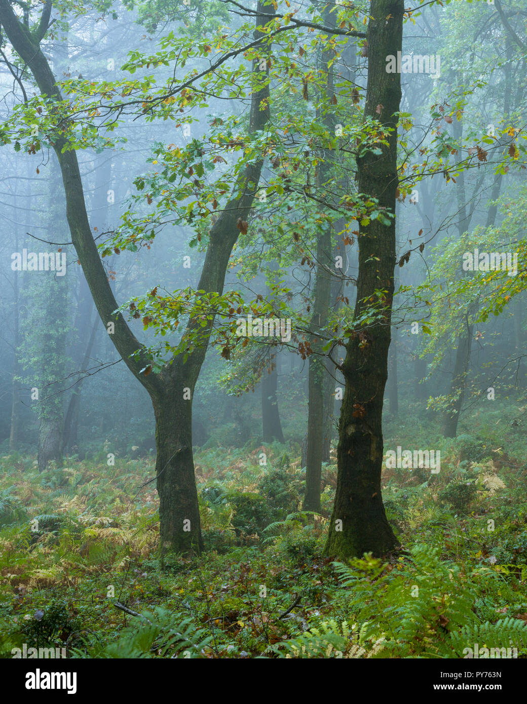 Una nebbiosa bosco di latifoglie in autunno a Dowsborough nelle colline di Quantock, Somerset, Inghilterra. Foto Stock